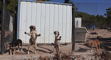 Egeli ihracatçılar korunmaya muhtaç hayvanlara umut oldu 
