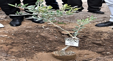 Zeytincilik eğitimi başlıyor