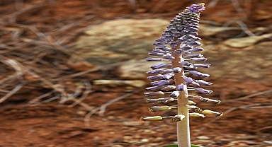 Balan Dağları’ndan yeni bitki türü “Balan Sümbülü”