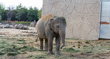 Doğal Yaşam Parkı’nın fili Deniz Gaziantep’e gidiyor