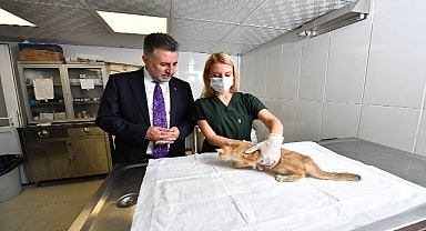 Bayraklı’da son 4,5 yılda 20 bin sokak hayvanına sağlık hizmeti