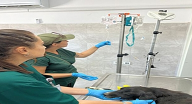 Büyükşehir ekipleri can dostları yangından korudu