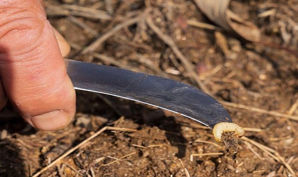 İzmir’de kestane kanseri ile mücadele sürüyor