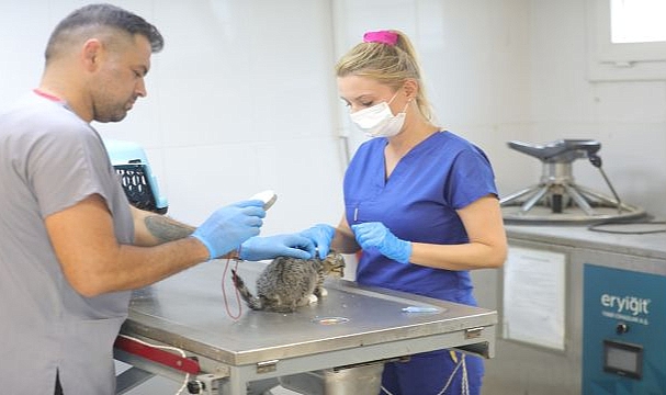 Yüzlerce can dost yuvalarına kavuştu