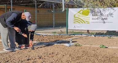 Mahalle bostanlarında kış dikimleri başladı