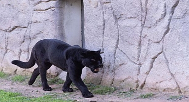 Doğal Yaşam Parkı’nın jaguarı Juliet yaşama veda etti