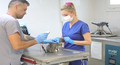 Bayraklı’daki Hayvan Bakımevinde Kapsamlı Yenileme